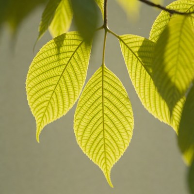 Three Bright Green Maple Leaves