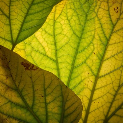 Green leaves with yellow veins
