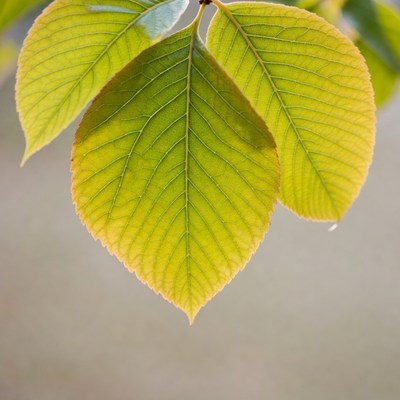 Green and yellow basswood leaves