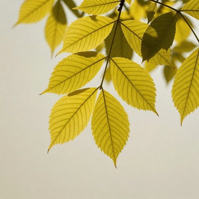 Yellow Autumn Leaves on Branch