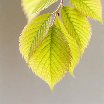 Fresh green elm leaves on branch