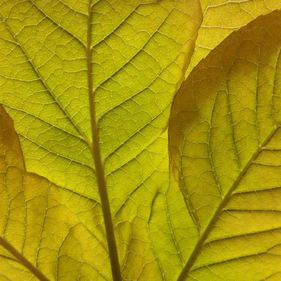 Yellow Autumn Leaves Closeup