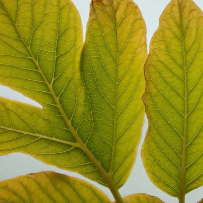 Yellow fig leaves on blue background