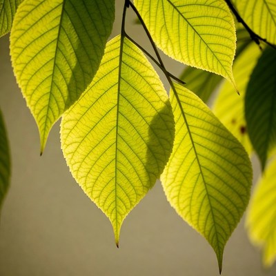 Bright green leaves on branch