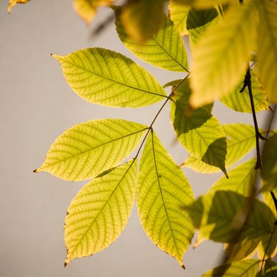 Yellow Autumn Leaves on Branch
