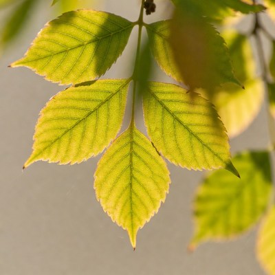 Closeup of yellow compound leaves