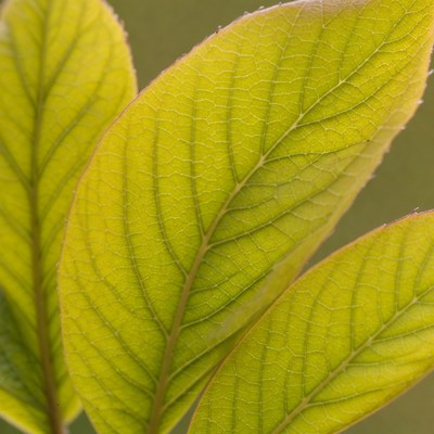 Fresh green leaves close-up