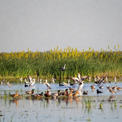 Flock of ducks in wetland