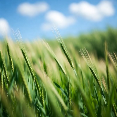 Wheat Field Under Blue Sky