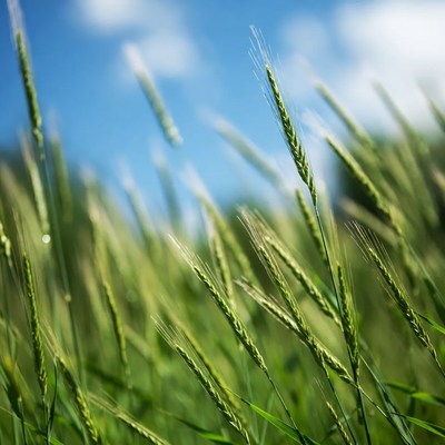 Wheat Field Under Blue Sky