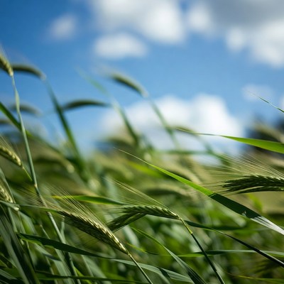 Green Wheat Field Under Blue Sky