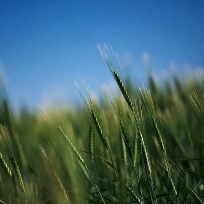 Green wheat field under blue sky