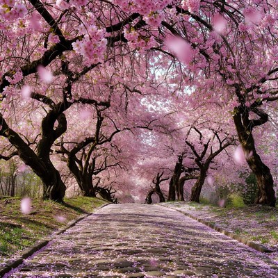 Cherry Blossom Tunnel Pathway