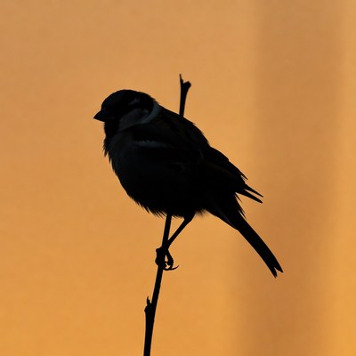 Silhouette of bird on perch