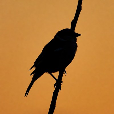 Silhouette bird perched on branch