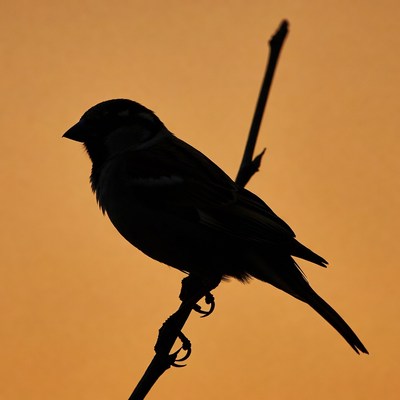 Silhouette of bird on branch