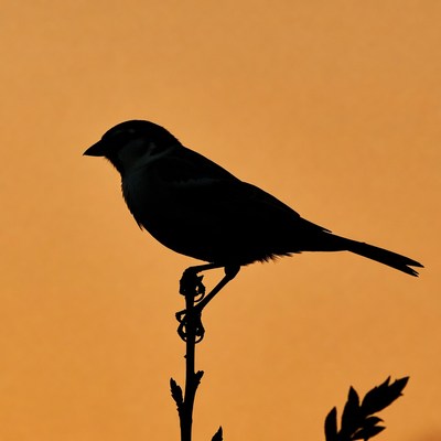 Silhouette bird perched on branch