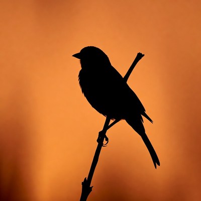 Silhouette of bird on branch