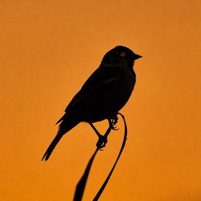 Black bird silhouette on reed sunset