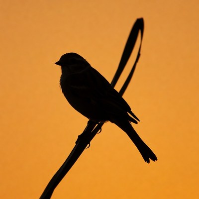 Silhouette of bird on reed at sunset