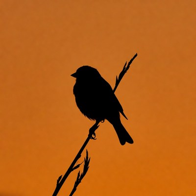Bird silhouette on branch sunset