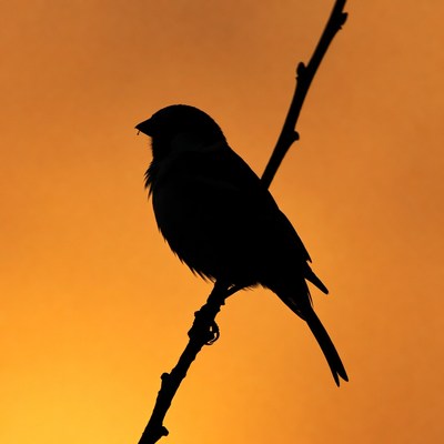 Silhouette of bird on branch at sunset