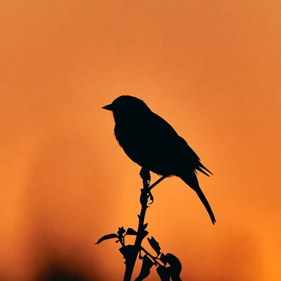 Silhouette of bird on branch