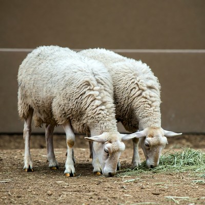 Two sheep eating hay