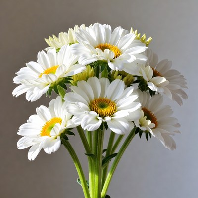 Bouquet of White Daisies