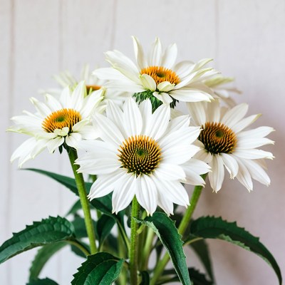 White Coneflowers with Orange Centers