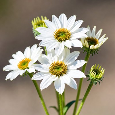 White Echinacea Flowers Cluster