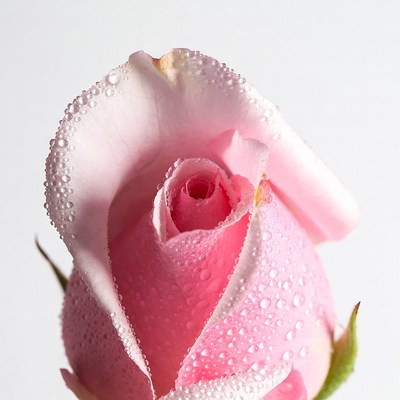 Pink Rose with Water Droplets