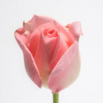 Pink Rose with Dewdrops
