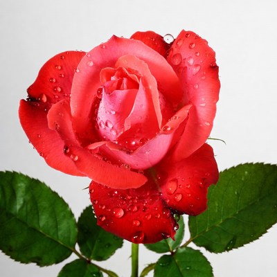 Red Rose with Water Droplets