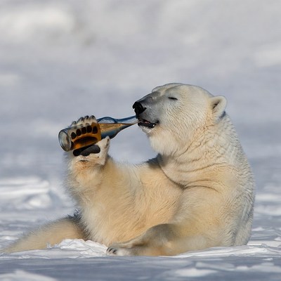 Polar bear drinking bottle