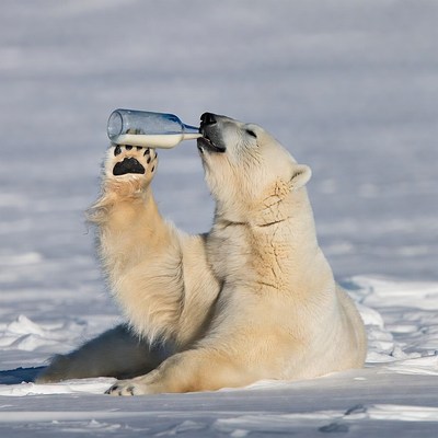 Polar bear drinking milk bottle