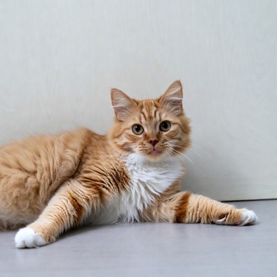Orange tabby kitten lying on floor