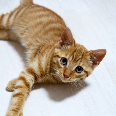 Orange tabby kitten lying on white floor