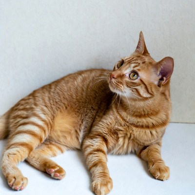 Orange tabby cat lying on white background