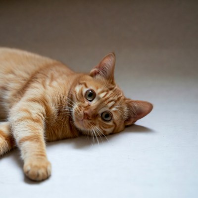 Orange tabby cat lying on floor
