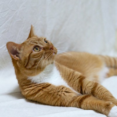 Orange tabby cat lying on white fabric