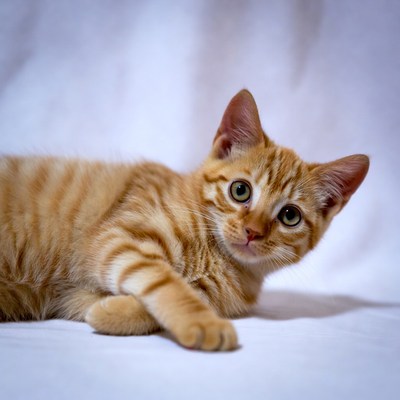 Orange kitten lying on white background