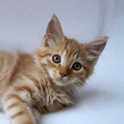 Cute orange kitten on white background