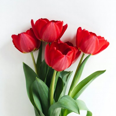 Red Tulips Bouquet on White Background