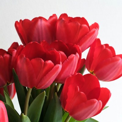 Red Tulips Bouquet on White Background