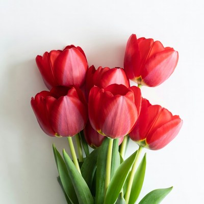 Red Tulips Bouquet on White Background
