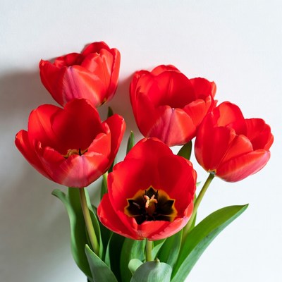 Red Tulips Bouquet on White Background