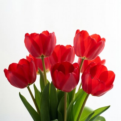 Red Tulips Bouquet on White Background