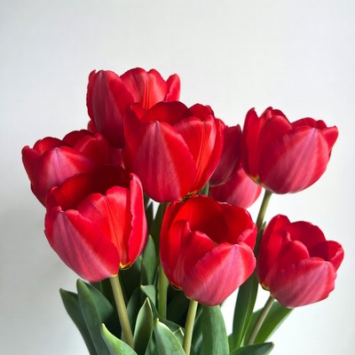 Red Tulips Bouquet on White Background