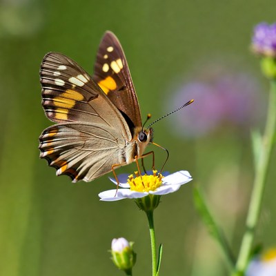 Brown butterfly on white flower